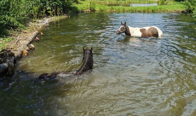 Erfahrungsbericht Shelby