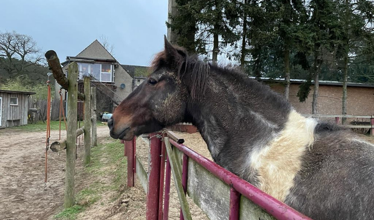 Erfahrungsbericht Moose