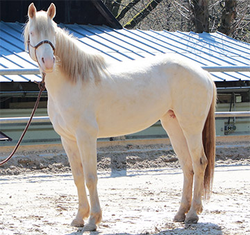 Blanca