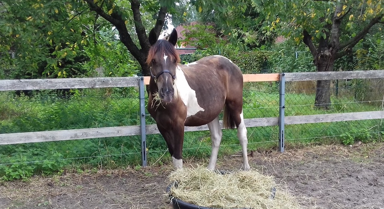 Erfahrungsbericht Cali Calypso