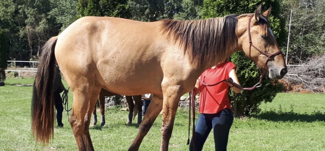 Erfahrungsbericht Lakota