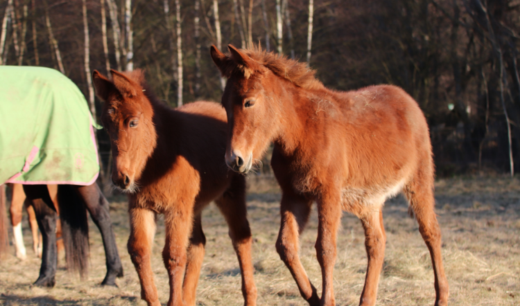 Erfahrungsbericht Missy & Mambo