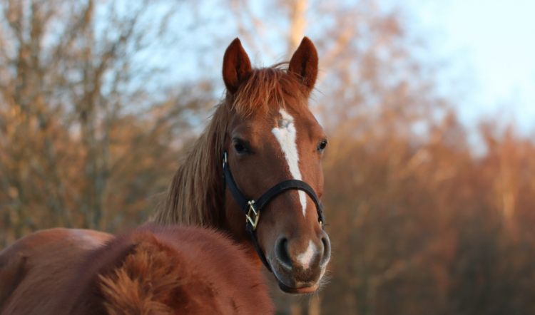 Erfahrungsbericht Sunshine